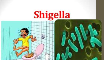 Importante: Síntomas de la bacteria Shigella