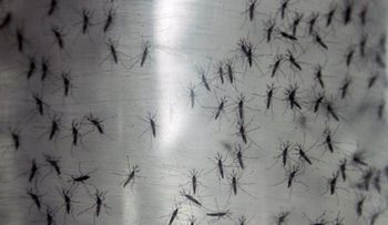 Chikungunya se propaga en América Latina 