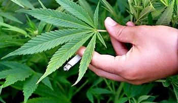 La marihuana podría ayudar a tratar el Alzheimer