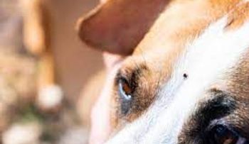 Remedio definitivo para eliminar las garrapatas de tu perro; una infusión de manzanilla