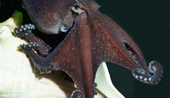 Redescubren especie de pulpo que comparte hábitos humanos 