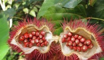 Las 10 frutas más raras del mundo