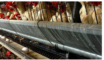 Las granjas de huevo con gripe aviar enfrentan hasta ocho meses de pausa