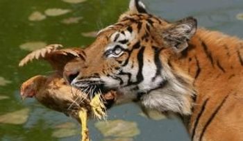 Tigres comen águilas a la carta; gana 3ro en línea con Offerman como dirigente 