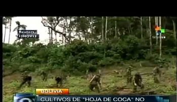 Bolivia necesita 14,705 hectáreas de plantas de coca para consumo legal
