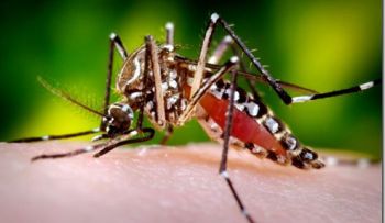 Doctor Iglesias: RD ocupa 1er lugar muertes por dengue Latinoamérica