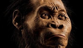 Hallan huesos en Sudáfrica revelan nuevo pariente humano