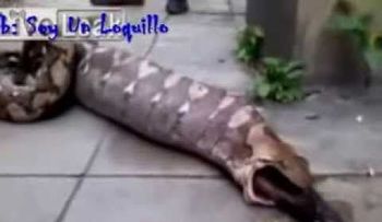 Video: Una serpiente se traga un perro y luego lo vomita entero