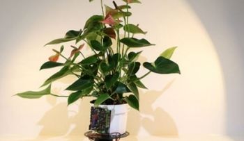 Crean hibrido planta-robot, capaz de desplazarse en busca de luz