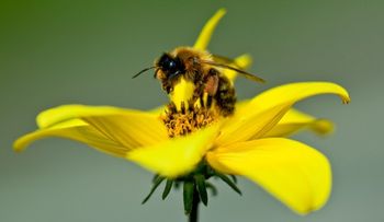 Estudio revela veneno de abeja podría ser clave contra problemas vasculares