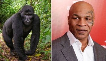 Mike Tyson intentó sobornar a un cuidador para boxear contra un gorila
