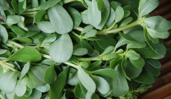 Verdolaga: planta silvestre que emerge como superalimento en RD