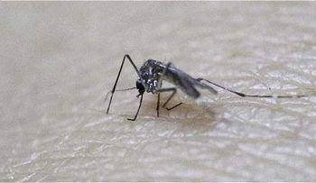 Suman más de 2 mil 900 los casos de Zika en el país