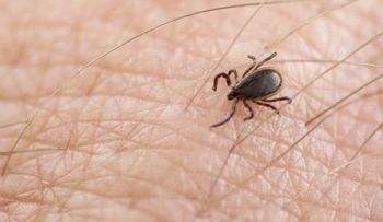 Esta garrapata puede provocarte terribles dolores y una peligrosa enfermedad