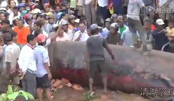 Video: Encuentran un monstruoso pez en Camboya