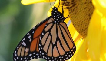 Si una mariposa visita tu casa algo lindo va a suceder; es símbolo de cambio y esperanza en tu vida