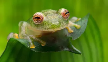 Científicos hacen crecer de nuevo las patas traseras amputadas de ranas; servirían para la regeneración en humanos