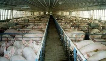 Bagricola presta RD$558 millones a productores de huevos, pollos y cerdos 