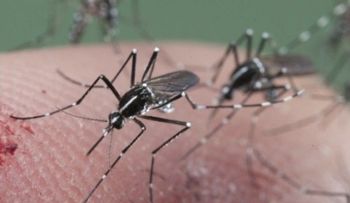 Persona en Arkansas da positivo al zika
