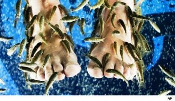 Procedimiento de pedicura con peces