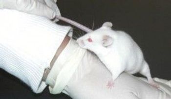 Un estudio en ratones evidencia que la luz artificial enferma