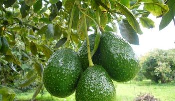 13 razones para comer más aguacate