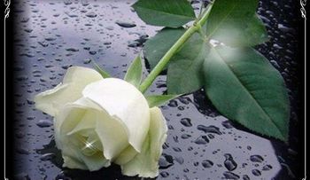 Rosas para el alma  ¡Dios Sabe!