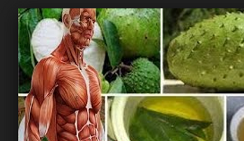 La industria no quiere que te entere: esta planta combate la diabetes y el cáncer; dicen que cura el VIH