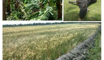 Agrodosa indemniza por RD$16 MM a 225 productores agropecuarios