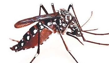La OPS considera 2013 año epidémico de dengue en América Latina tras alza de casos