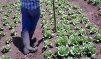 EEUU otorgará visas a dominicanos para labores agrícolas y trabajos temporales 