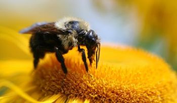 Qué hacer ante una picadura de abeja