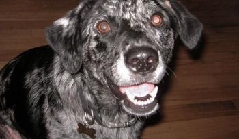 En EE.UU., cada vez más perros consumen marihuana
