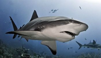 Descubren que los tiburones tienen personalidad