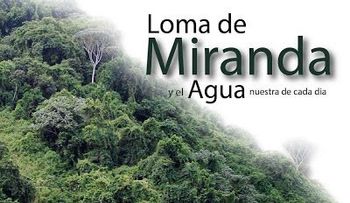 MA otorga permiso para derribar 3 mil 600 árboles en Loma de Miranda