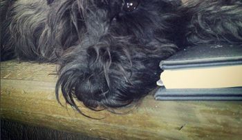 Los perros también sienten celos