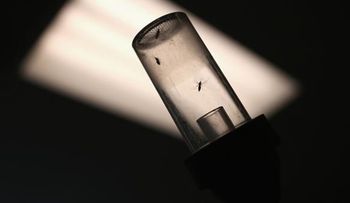 Identifican cómo el virus del zika afecta células del cerebro en desarrollo