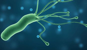 Lo que nadie que había dicho para eliminar el Helicobacter Pylori 