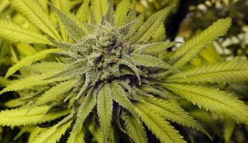 Florida legaliza el uso de marihuana medicinal
