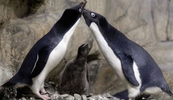 La pareja de pingüinos gay que secuestraron a una cría abandonada por sus padres