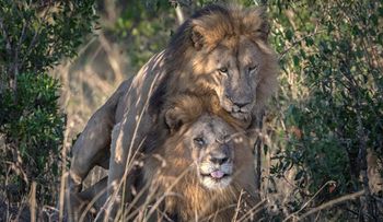 Escándalo en Kenia por dos "leones gays": el gobierno dice que están "poseídos por el demonio" 