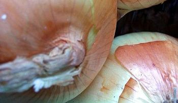 Los mejores remedios caseros para hacer crecer el cabello 