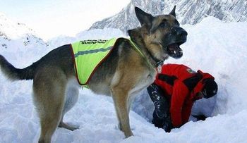 Perro cuida 23 días el cuerpo congelado de su dueño que murió en un temporal en Argentina  