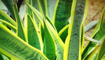 5 plantas de poca luz y fáciles de cuidar
