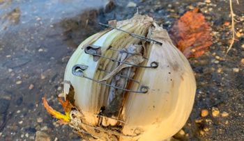 Encontró una cebolla con un imperdible dentro y una nota advirtiéndole que no la toque: "Esto es brujería"