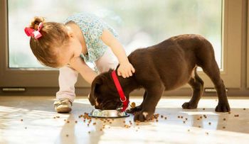 Claves para una convivencia saludable con tu mascota