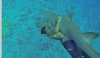 Video: Turista abraza a tiburón y vive para contarlo