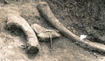 Descubren un colmillo de stegodon de 1,1 millones de años en Pakistán