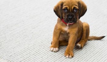 Perros pueden oler el cáncer en la sangre, con un 97% de exactitud