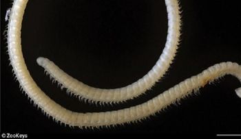 Descubren nueva especie con cuatro penes